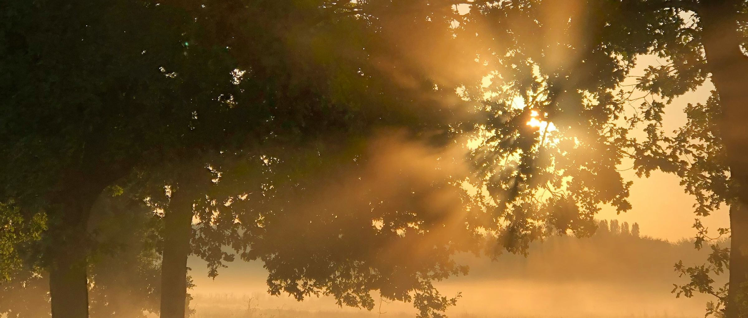 Ochtendmist tussen de bomen langs een sloot
